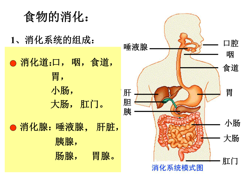 第六节--三大营养物质的代谢课件.ppt_第2页