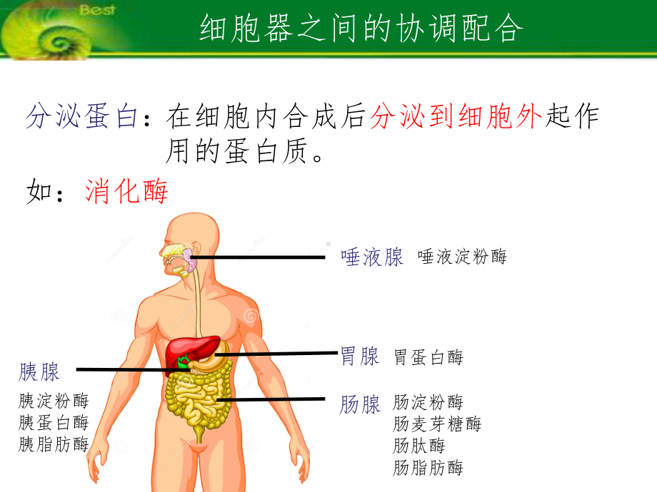 细胞器之间的协调配合课件.ppt_第2页