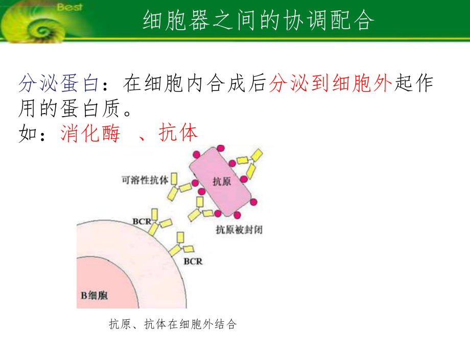 细胞器之间的协调配合课件.ppt_第3页