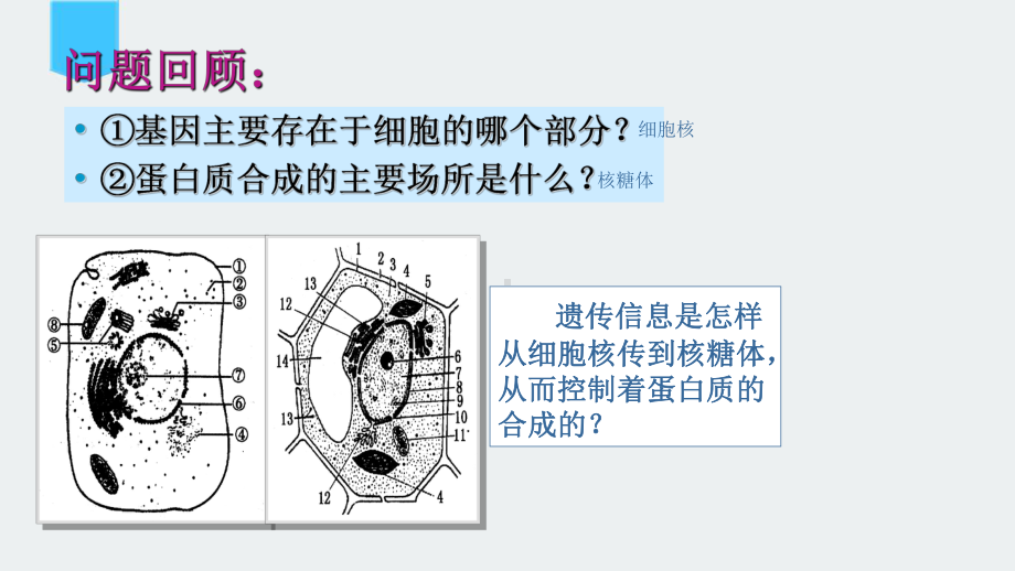 高中生物必修二《基因指导蛋白质的合成》课件.ppt_第2页