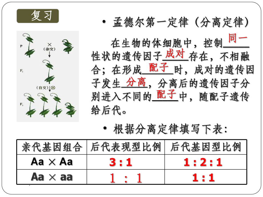 高中生物必修二：孟德尔豌豆杂交实验(二)课课件.ppt_第3页