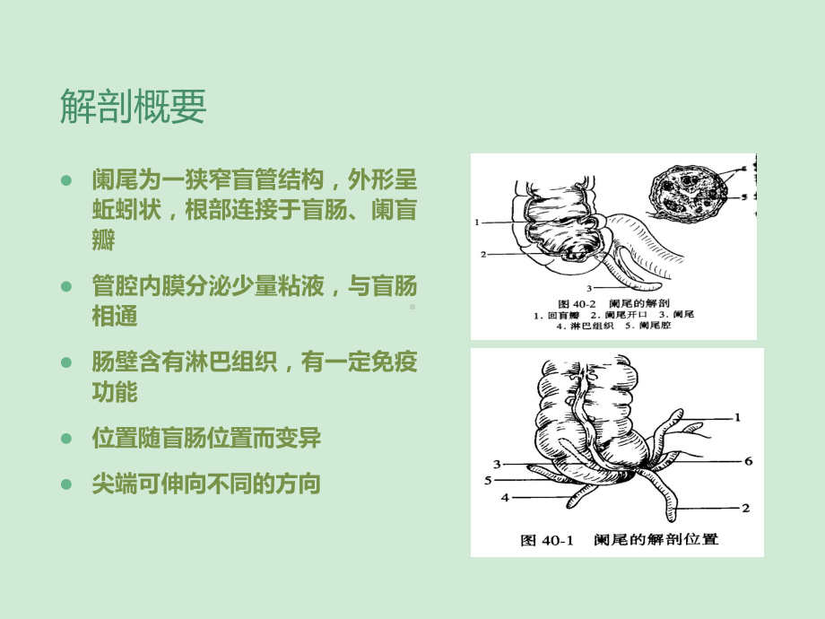 阑尾炎护理查房-课件.ppt_第2页