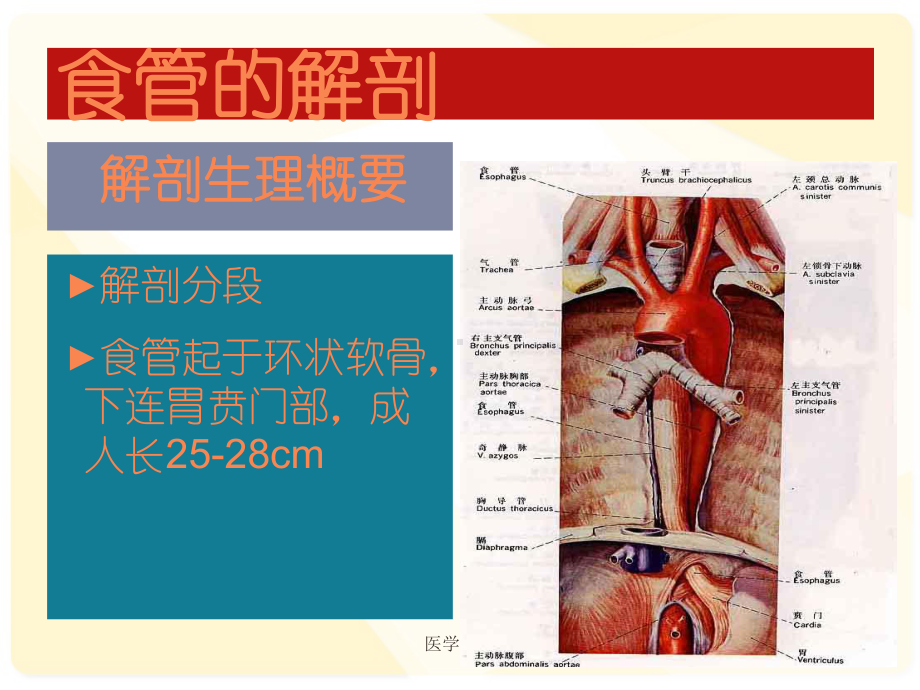 食管癌病人化疗护理（心胸外科）-课件.ppt_第2页