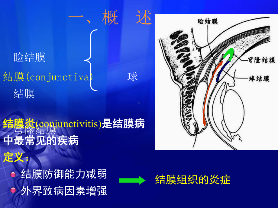 结膜病教程课件.ppt_第3页