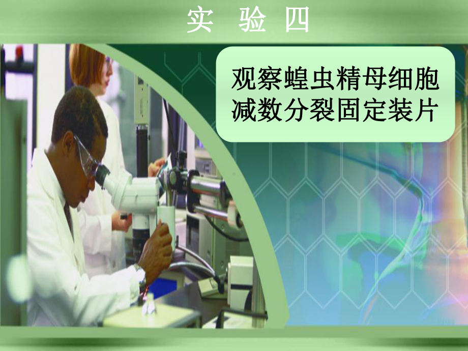 观察蝗虫精母细胞减数分裂固定装片-课件.ppt_第2页