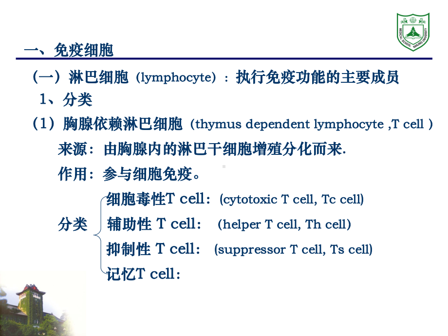 组织学与胚胎学-免疫系统-2-课件.ppt_第3页