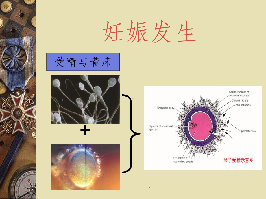 第二章妊娠期妇女的护理课件.ppt_第2页