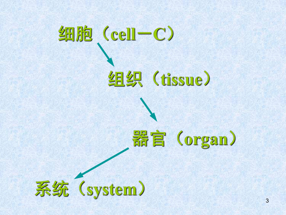 组织学教学讲解课件.ppt_第3页