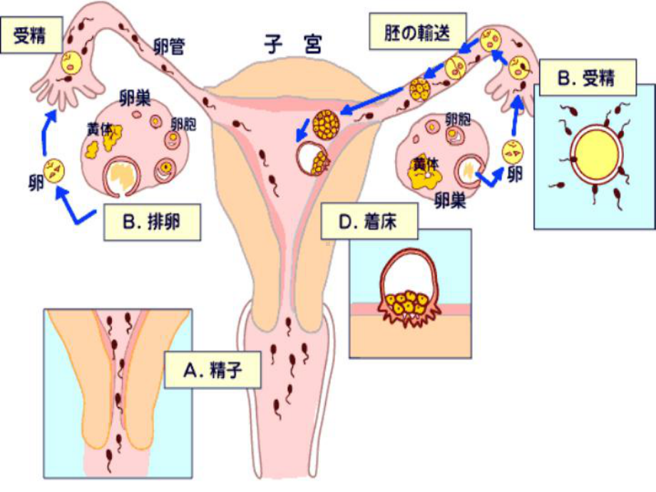 避孕与流产课件.ppt_第2页