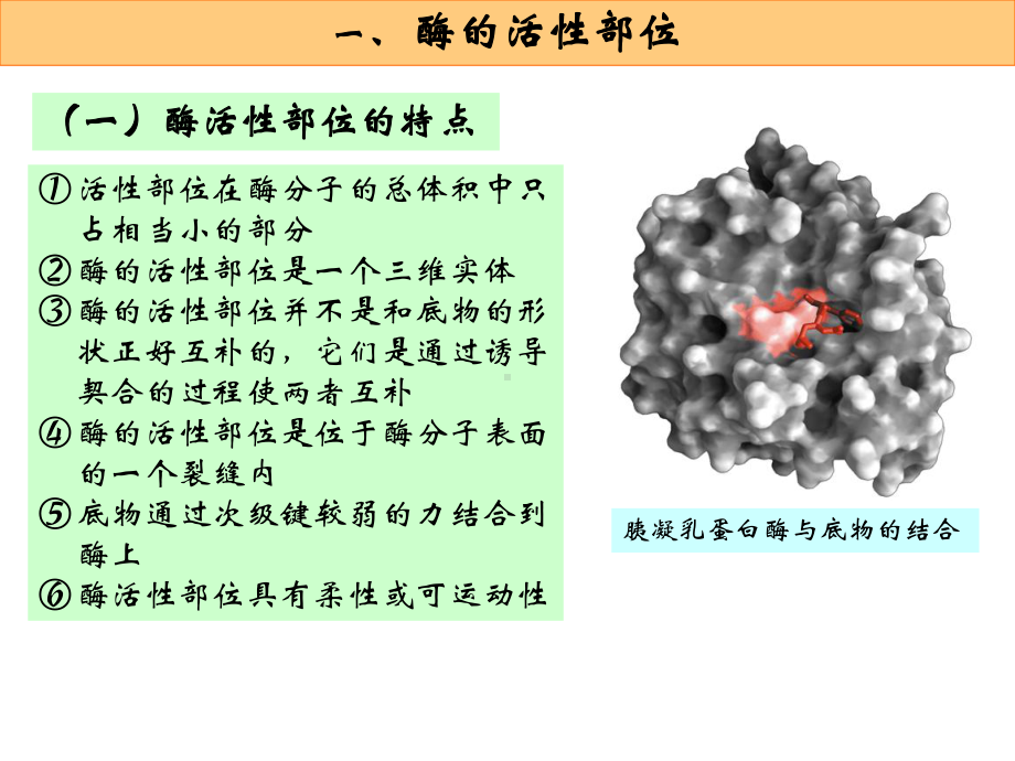 第10章酶作用机制和酶调节课件.ppt_第3页