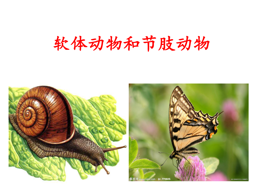 软体动物和节肢动物教学课件.ppt_第1页