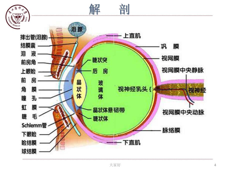 视网膜神经母细胞瘤教学版-课件.ppt_第3页