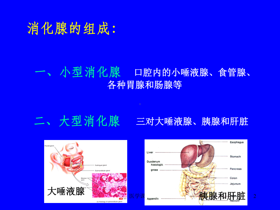 组织学与胚胎学-消化腺-课件.ppt_第2页