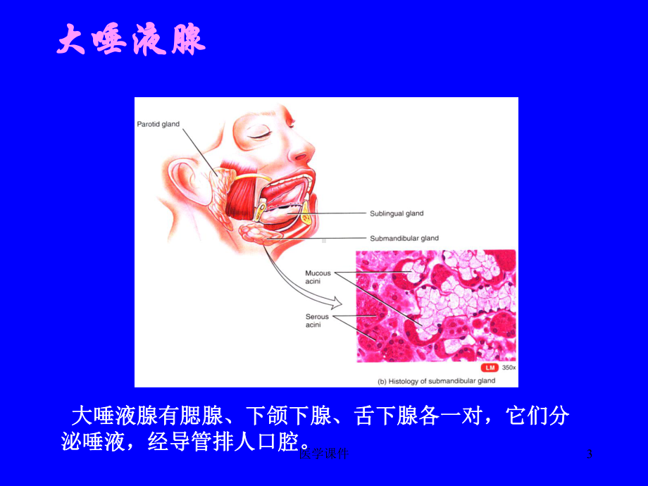 组织学与胚胎学-消化腺-课件.ppt_第3页