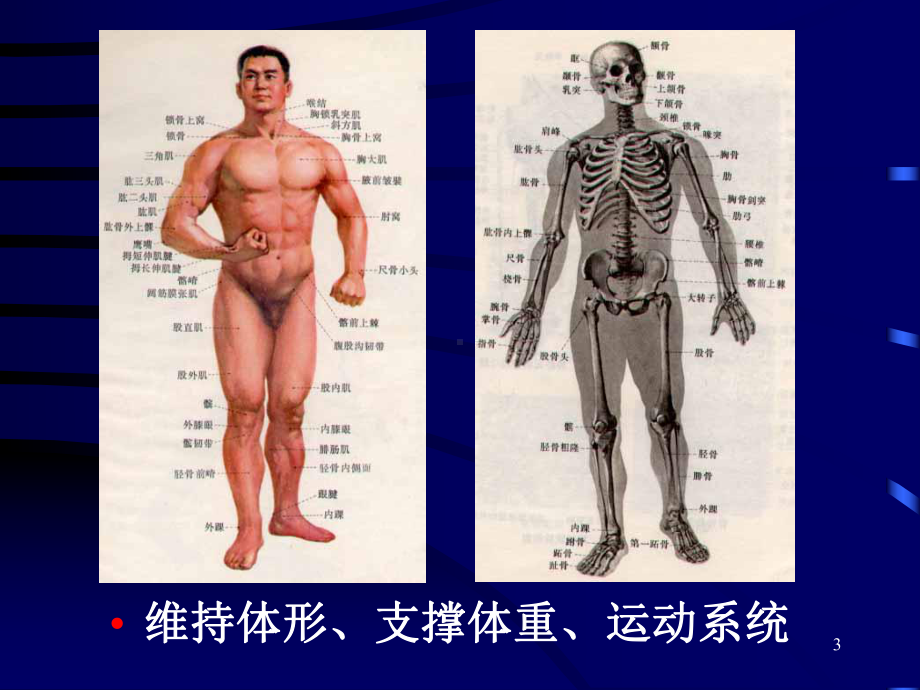 骨折概论(Fracture)课件.ppt_第3页