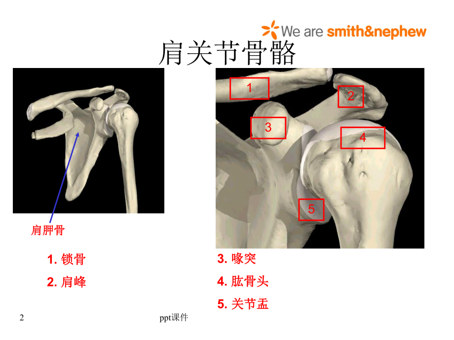 肩关节解剖、入路及打结-课件.ppt_第2页