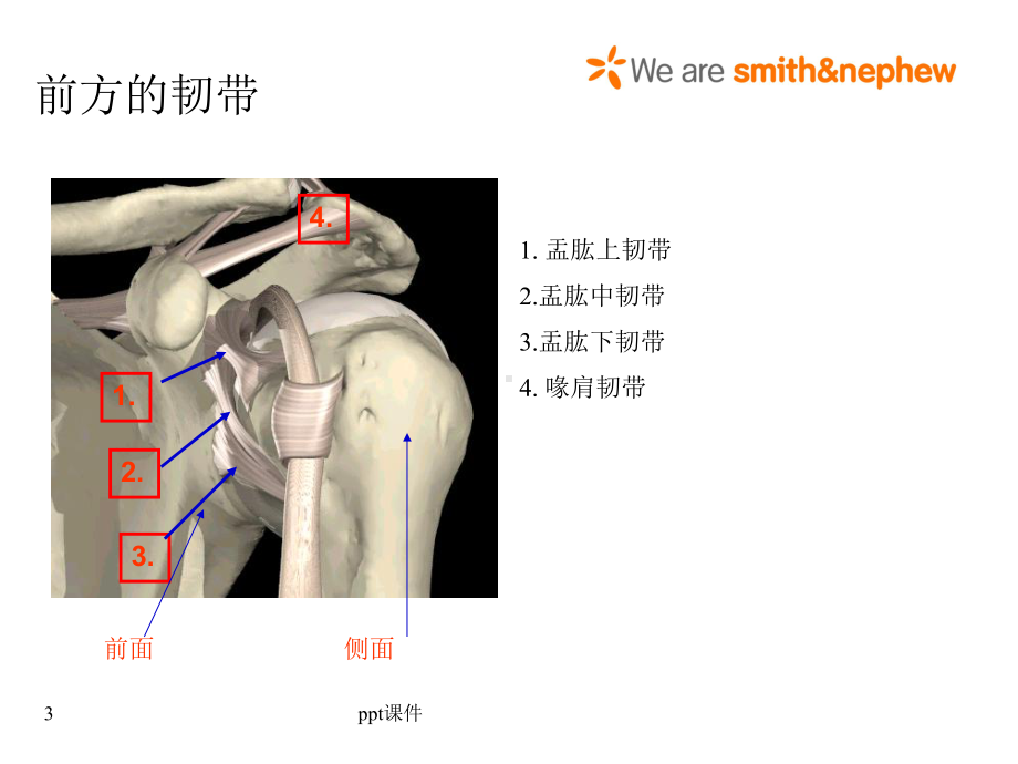 肩关节解剖、入路及打结-课件.ppt_第3页