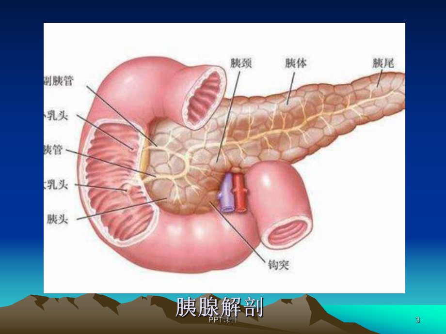 胰腺的超声诊断-课件.ppt_第3页