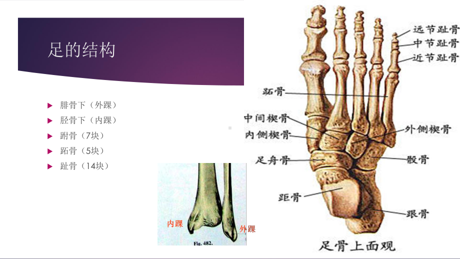 足踝解剖课件.pptx_第2页