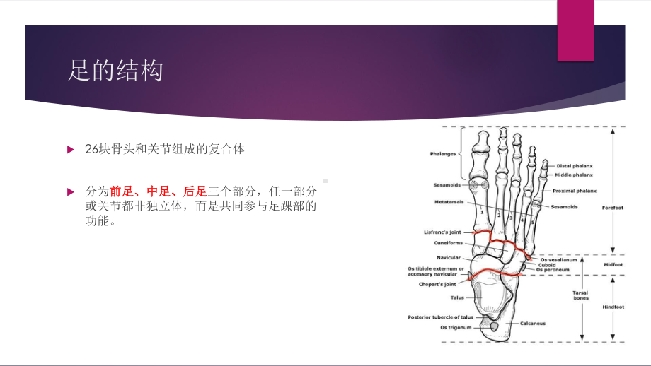 足踝解剖课件.pptx_第3页