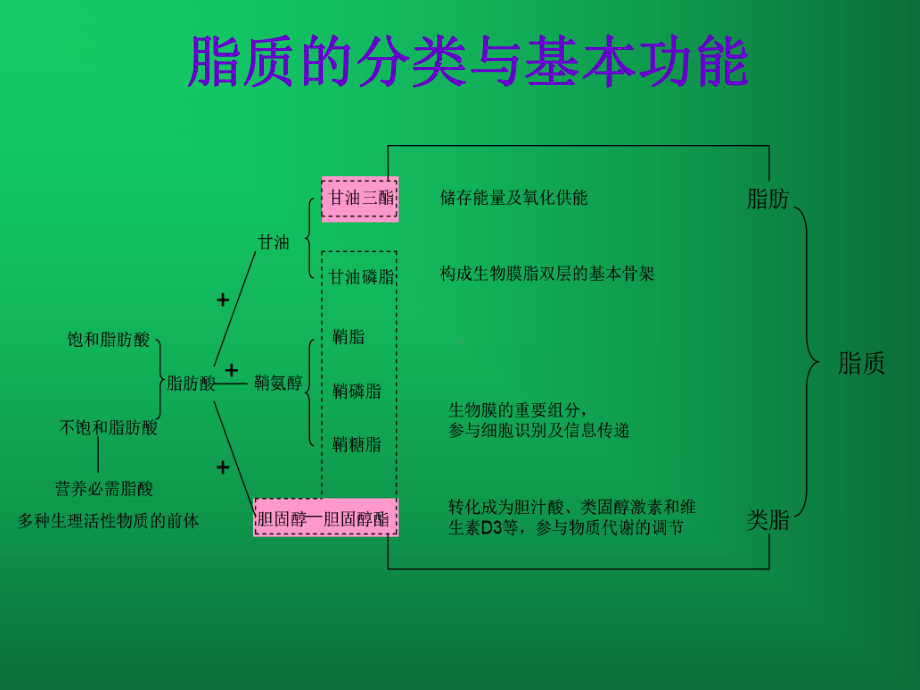 脂质代谢紊乱及其相关疾病课件.ppt_第3页