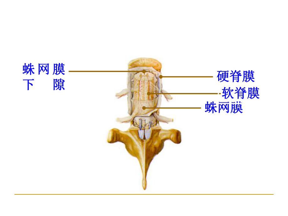 颅脑引流管-课件.ppt_第3页