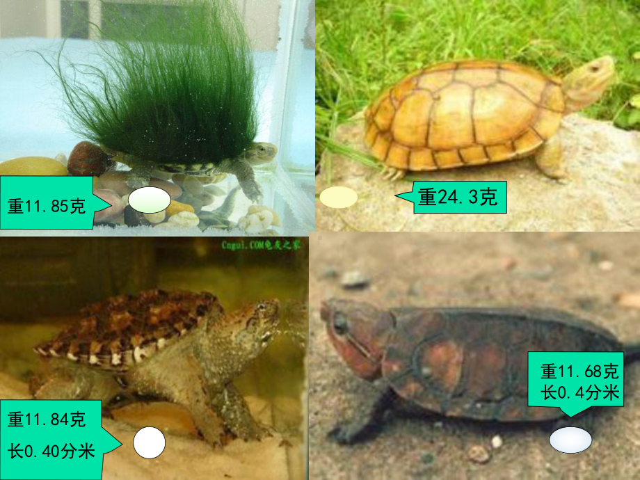 青岛版四年级数学下册小数的大小比较-小数的性质课件.ppt_第3页