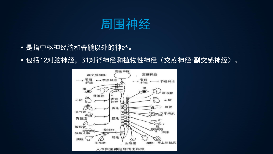 超声引导下周围神经的松解课件.ppt_第2页