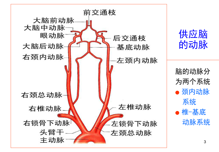 颈动脉应用解剖课件.ppt_第3页