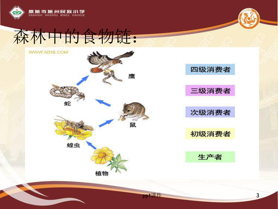 鄂教版)五年级科学上册12、池塘生物的相互联系-课件.ppt_第3页