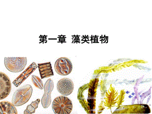 藻类植物课件.pptx