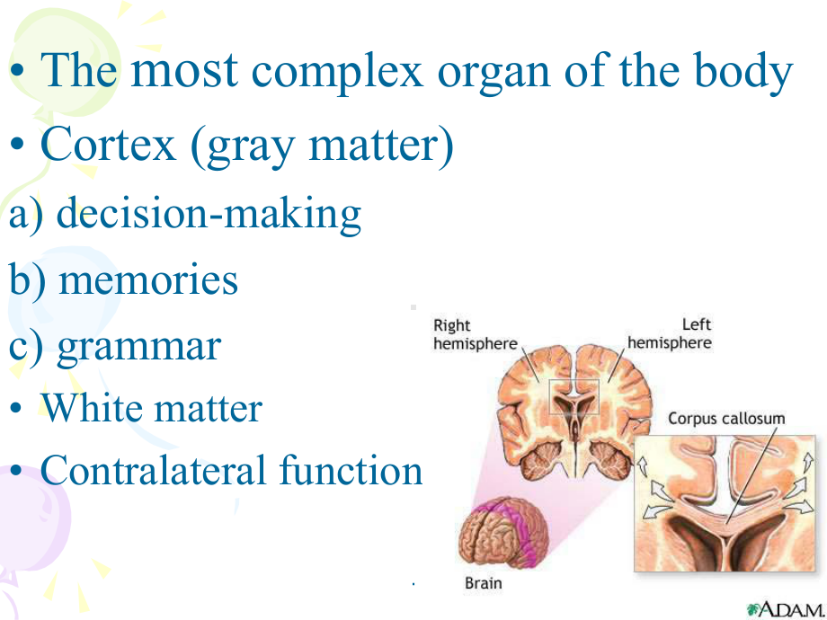 语言学概论-brain-and-language课件.ppt_第3页