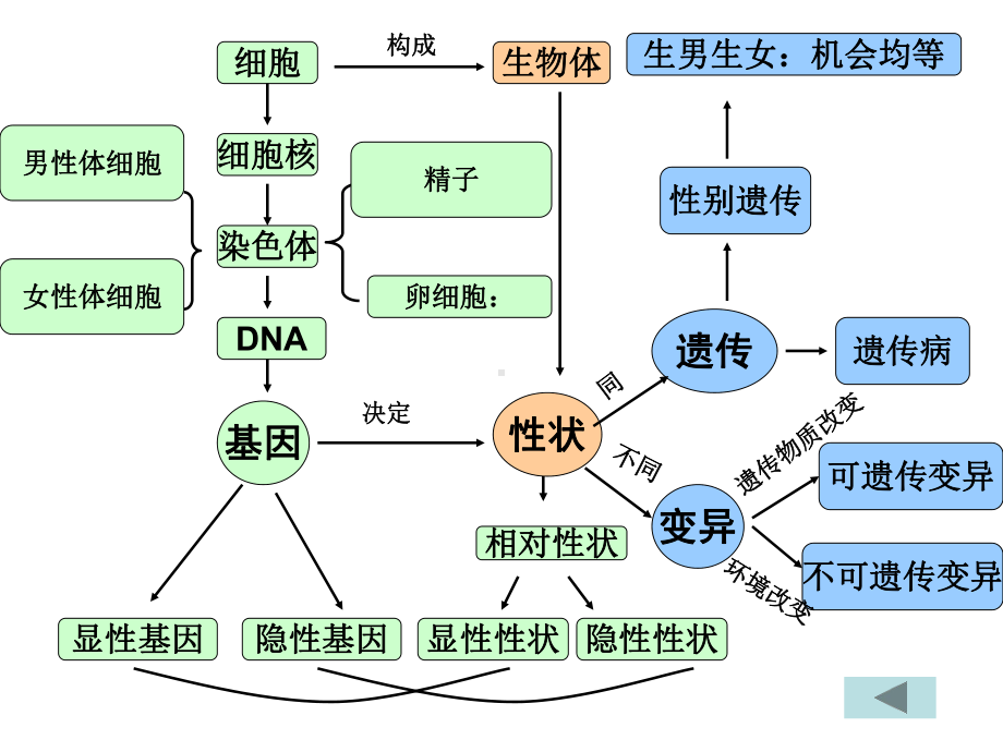 八年级下册第二章-生物的遗传和变异复习 .ppt_第2页