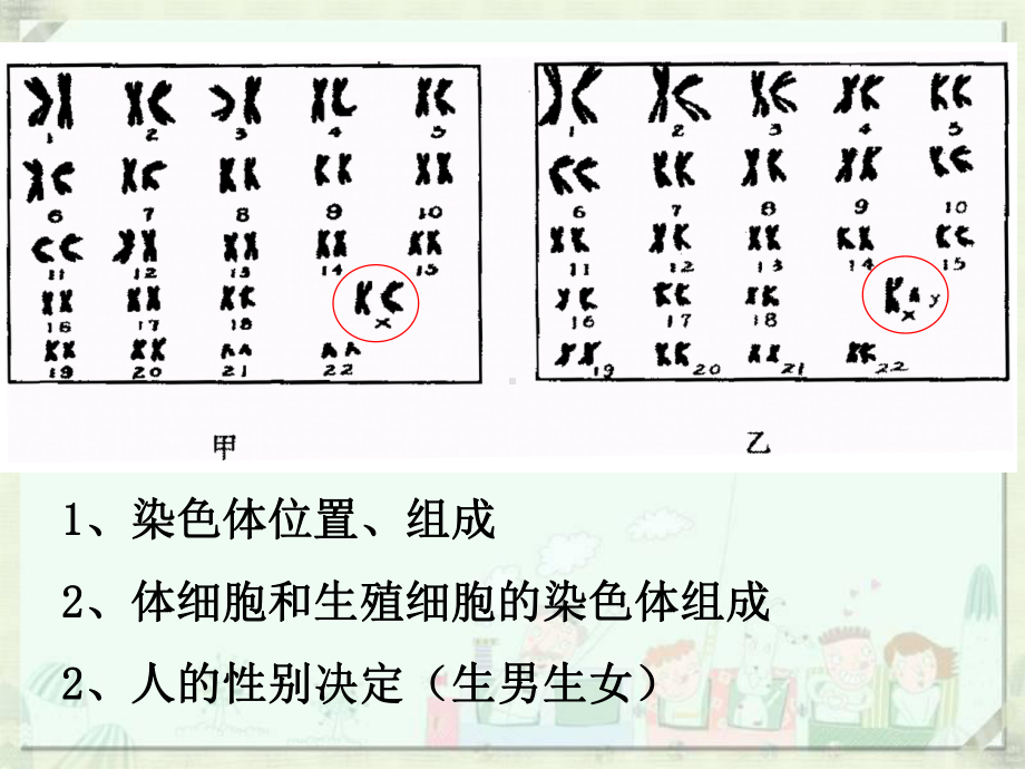 八年级下册第二章-生物的遗传和变异复习 .ppt_第3页