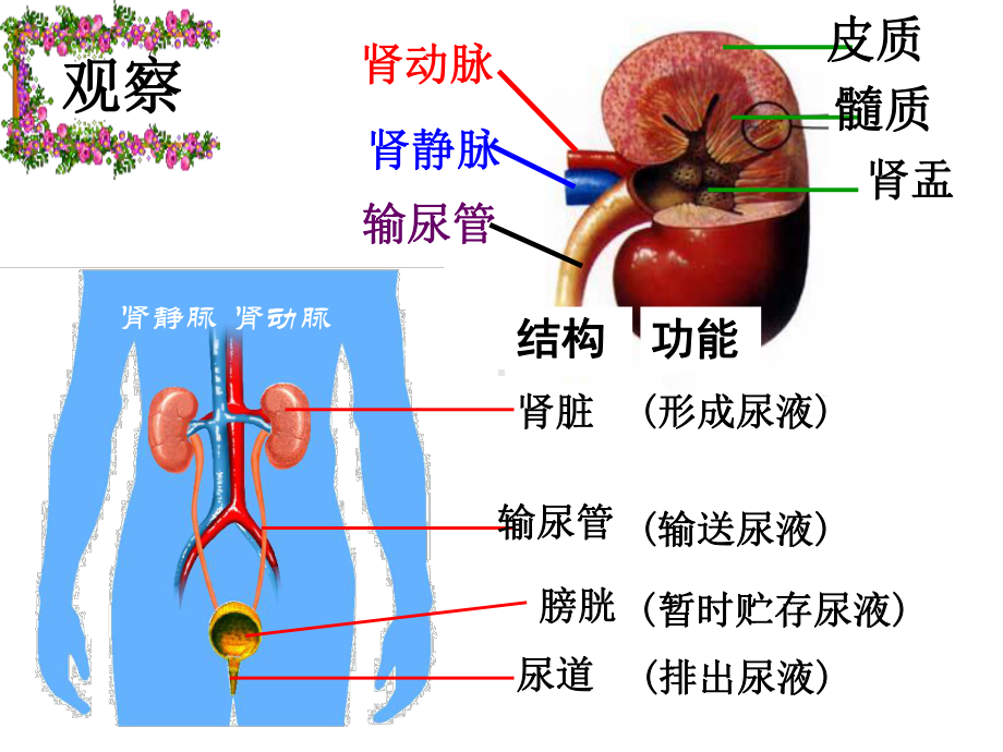 初一生物《尿的形成和排出》PPT课件 .ppt_第2页