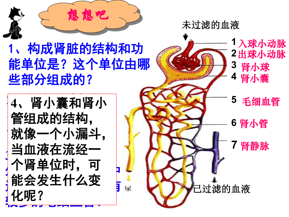 初一生物《尿的形成和排出》PPT课件 .ppt_第3页