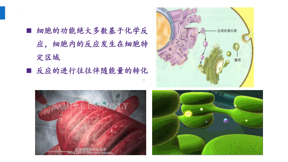 5.2细胞的能量“货币”ATP ppt课件-2023新人教版（2019）《高中生物》必修第一册.pptx_第2页