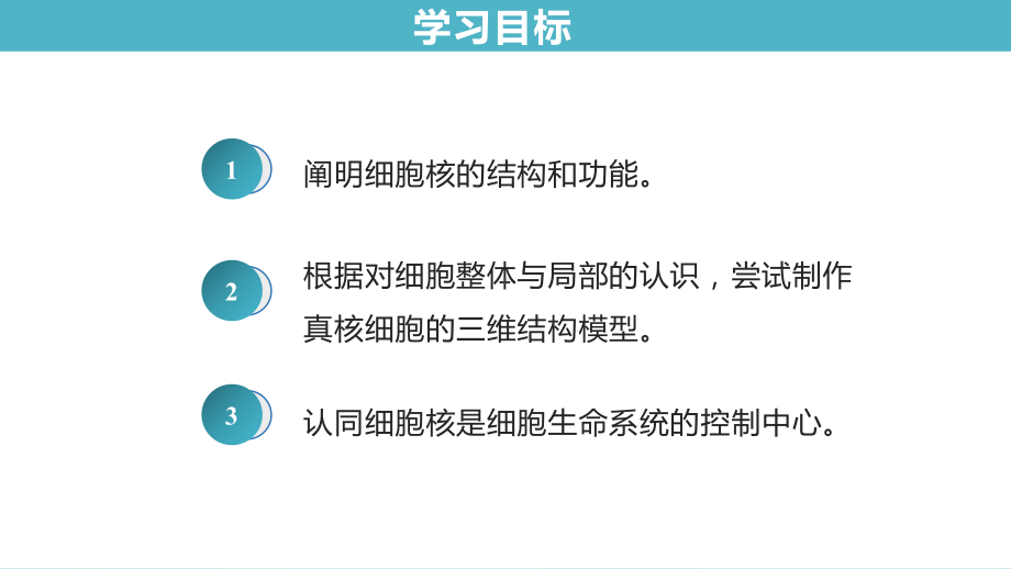 3.3细胞核的结构和功能ppt课件-2023新人教版（2019）《高中生物》必修第一册.pptx_第3页