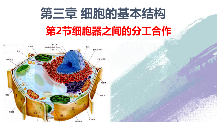 3.2细胞器之间的分工合作ppt课件-2023新人教版（2019）《高中生物》必修第一册.pptx_第1页