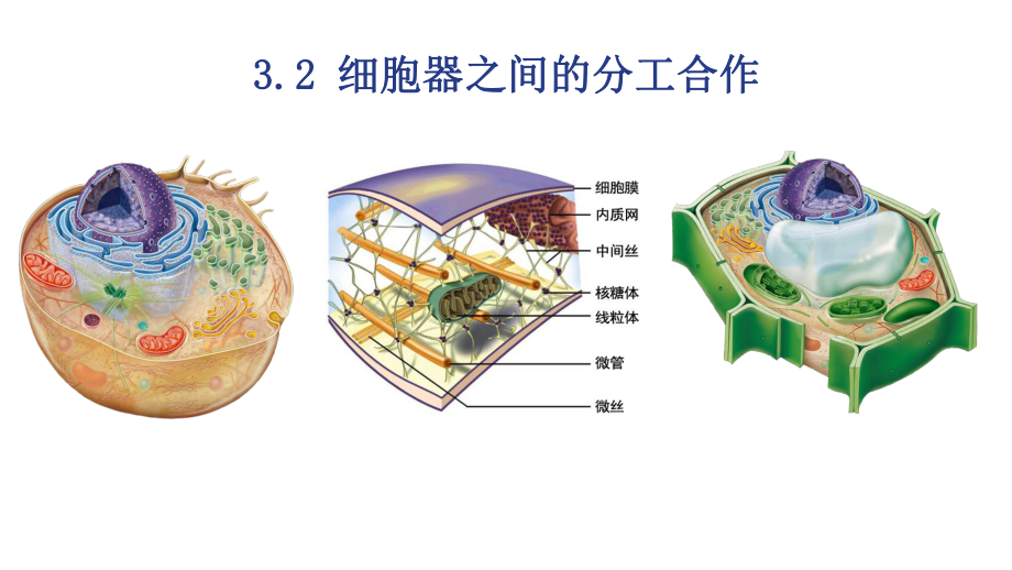 3.2 细胞器之间的分工合作ppt课件-2023新人教版（2019）《高中生物》必修第一册.pptx_第1页