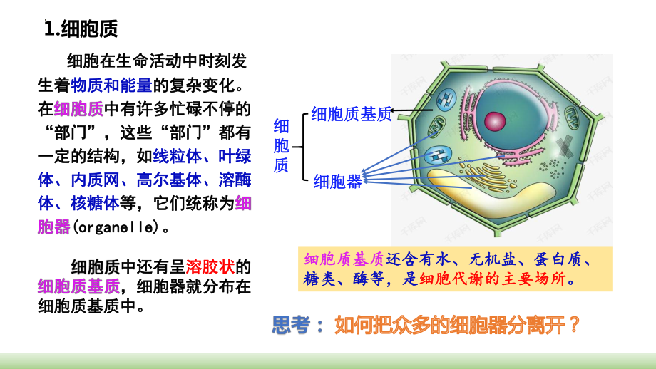 3.2 细胞器之间的分工合作ppt课件-2023新人教版（2019）《高中生物》必修第一册.pptx_第3页