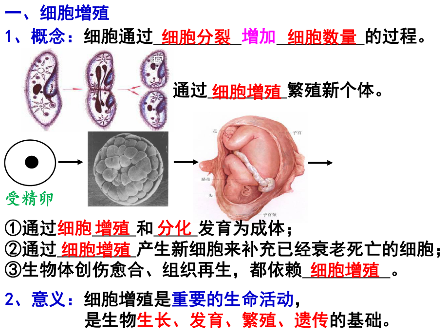 6.1细胞的增殖ppt课件-2023新人教版（2019）《高中生物》必修第一册.pptx_第3页