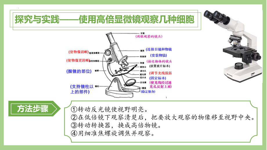 1.2 细胞的多样性和统一性ppt课件 -2023新人教版（2019）《高中生物》必修第一册.pptx_第2页