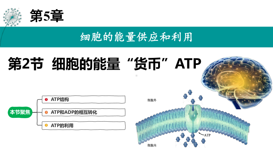 5.2 细胞的能量“货币”ATPppt课件-2023新人教版（2019）《高中生物》必修第一册.pptx_第1页