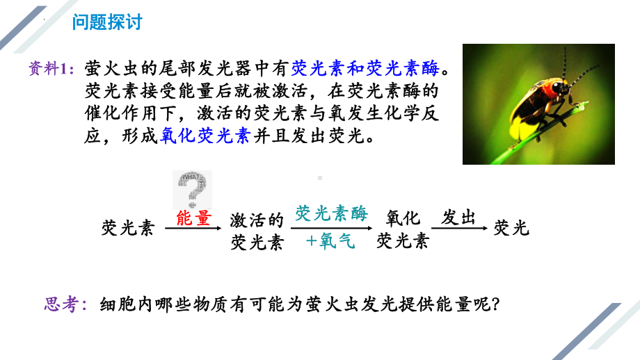 5.2 细胞的能量“货币”ATPppt课件-2023新人教版（2019）《高中生物》必修第一册.pptx_第3页