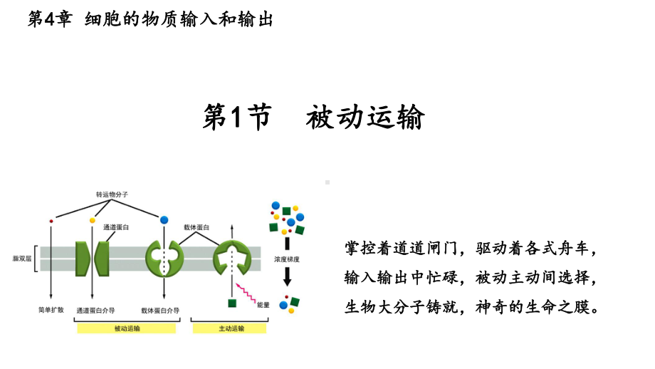 4.1被动运输 ppt课件-2023新人教版（2019）《高中生物》必修第一册.pptx_第1页