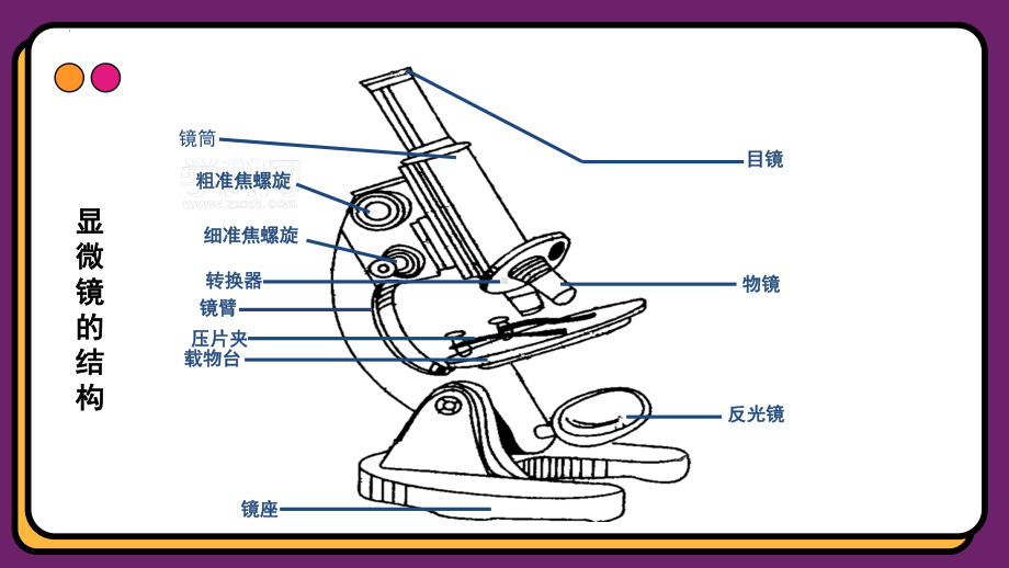 1.2 细胞的多样性和统一性ppt课件 -2023新人教版（2019）《高中生物》必修第一册.pptx_第2页