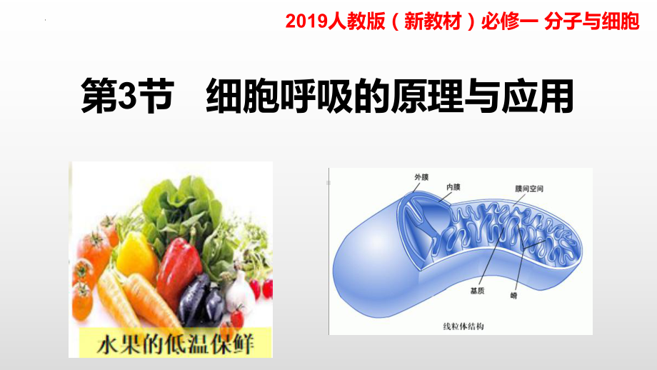 5.3细胞呼吸的原理和应用ppt课件-2023新人教版（2019）《高中生物》必修第一册.pptx_第1页