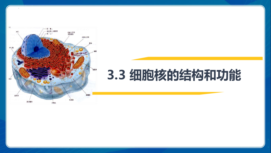 3.3细胞核的结构和功能ppt课件-2023新人教版（2019）《高中生物》必修第一册.pptx_第1页