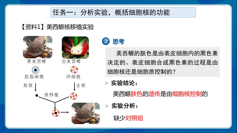 3.3细胞核的结构和功能ppt课件-2023新人教版（2019）《高中生物》必修第一册.pptx_第3页